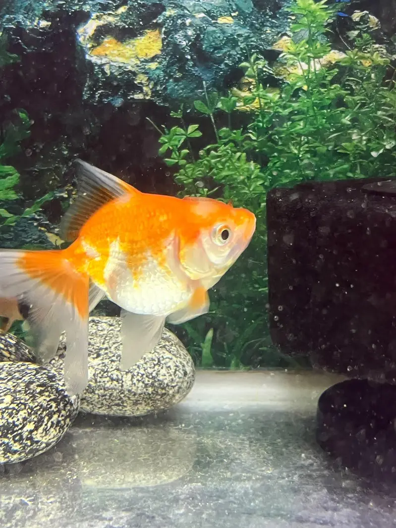 3 pairs or fancy goldfish — photo 2