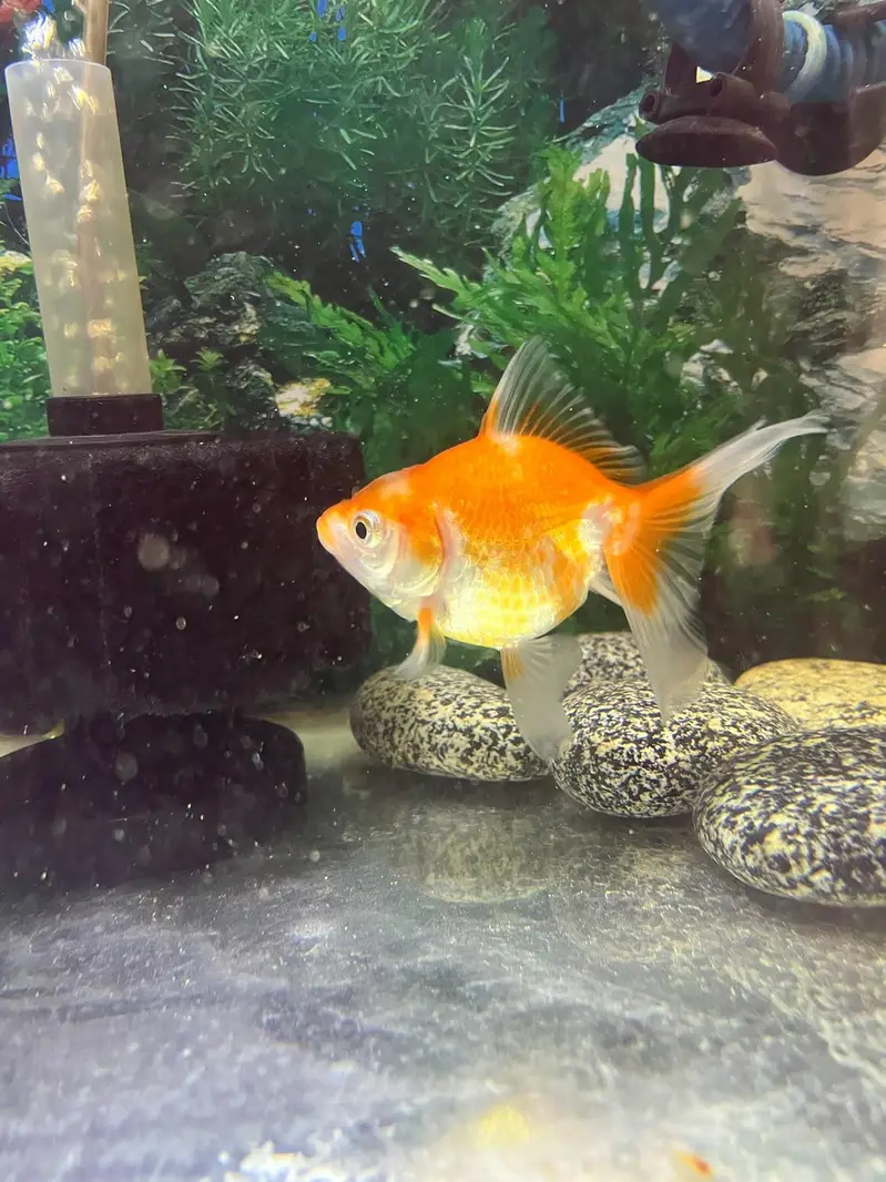 3 pairs or fancy goldfish — photo 3
