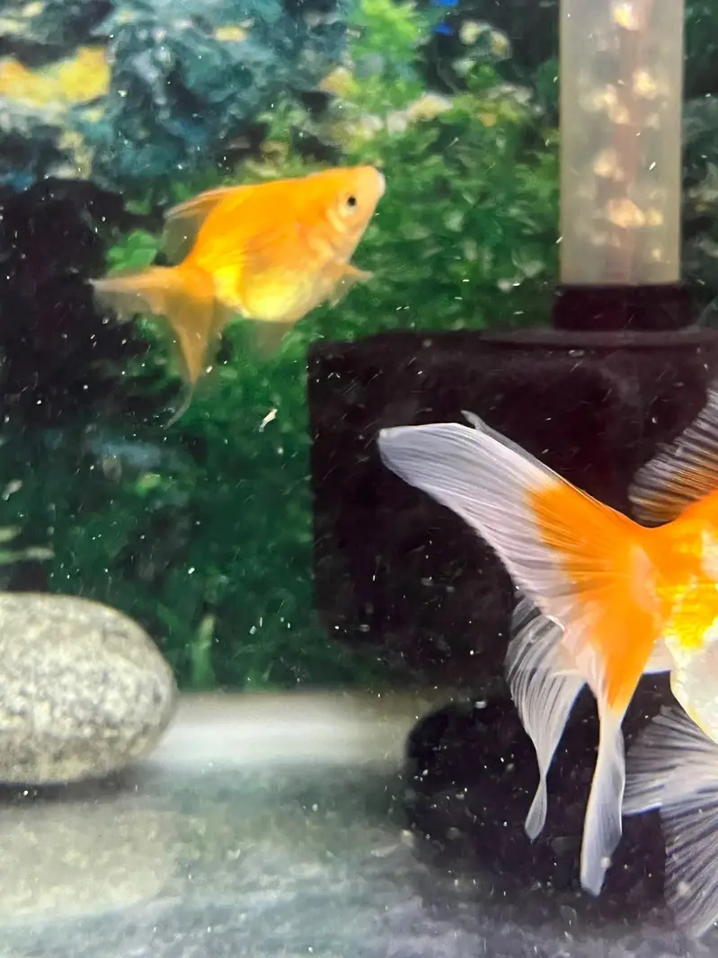 3 pairs or fancy goldfish — photo 4