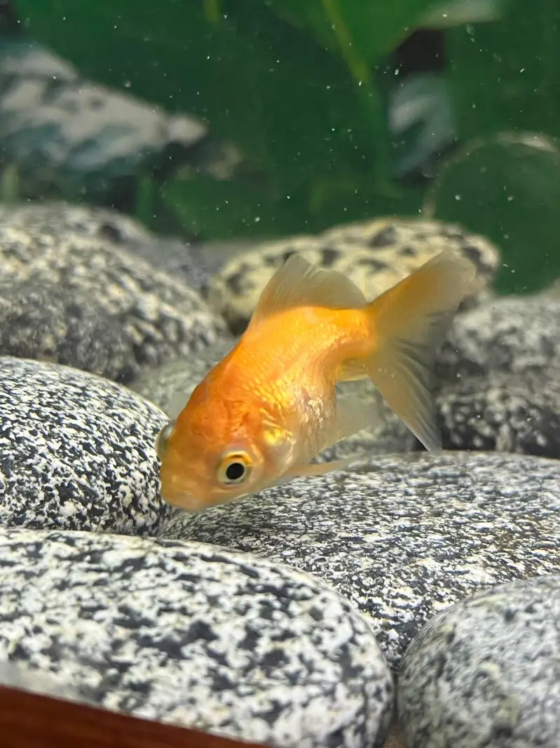 3 pairs or fancy goldfish — photo 5