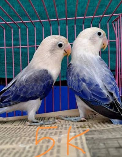 breeder pir love birds contact Whatsapp 03288389369