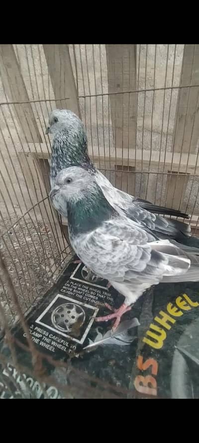Indian Bajrai Breeder pair for Sale