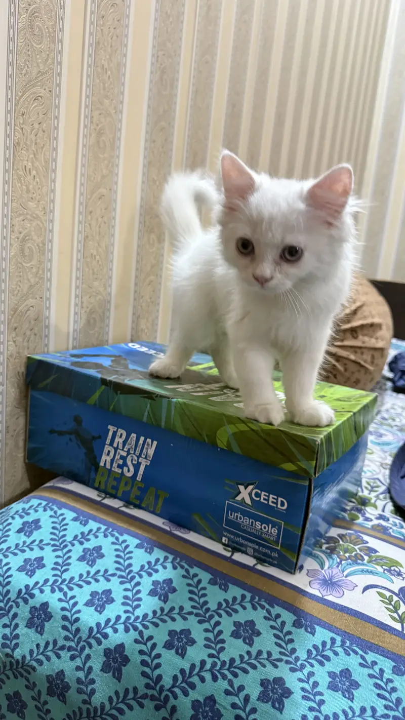 4 Persian kittens | Doll face kittens | Triple Coated | male kittens