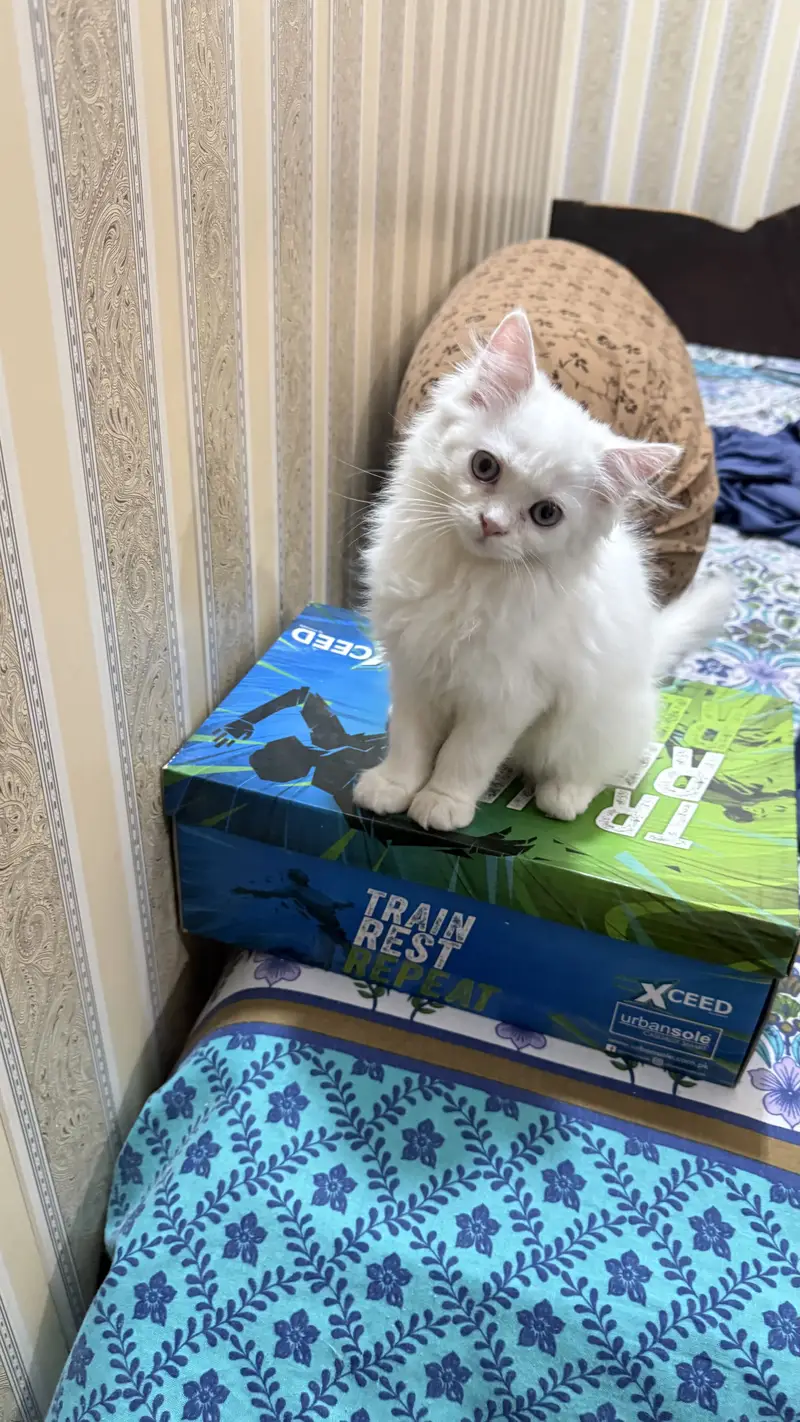 4 Persian kittens | Doll face kittens | Triple Coated | male kittens — photo 2