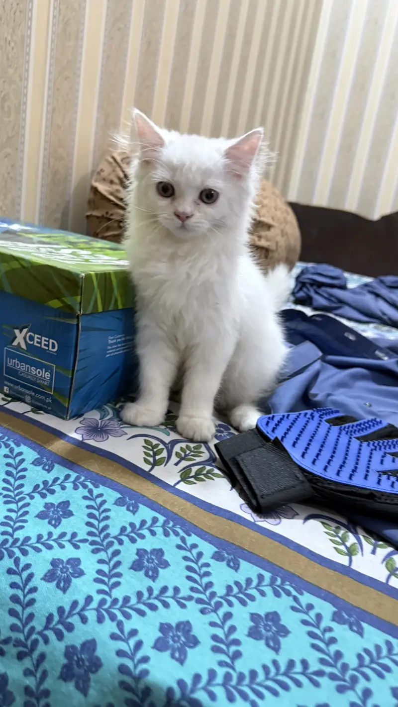 4 Persian kittens | Doll face kittens | Triple Coated | male kittens — photo 3