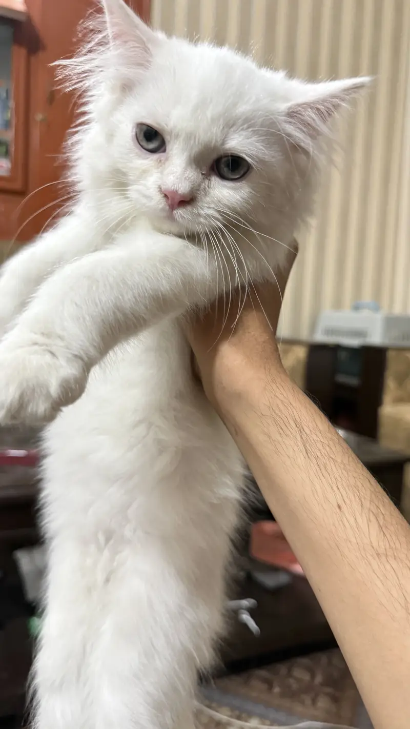 4 Persian kittens | Doll face kittens | Triple Coated | male kittens — photo 4