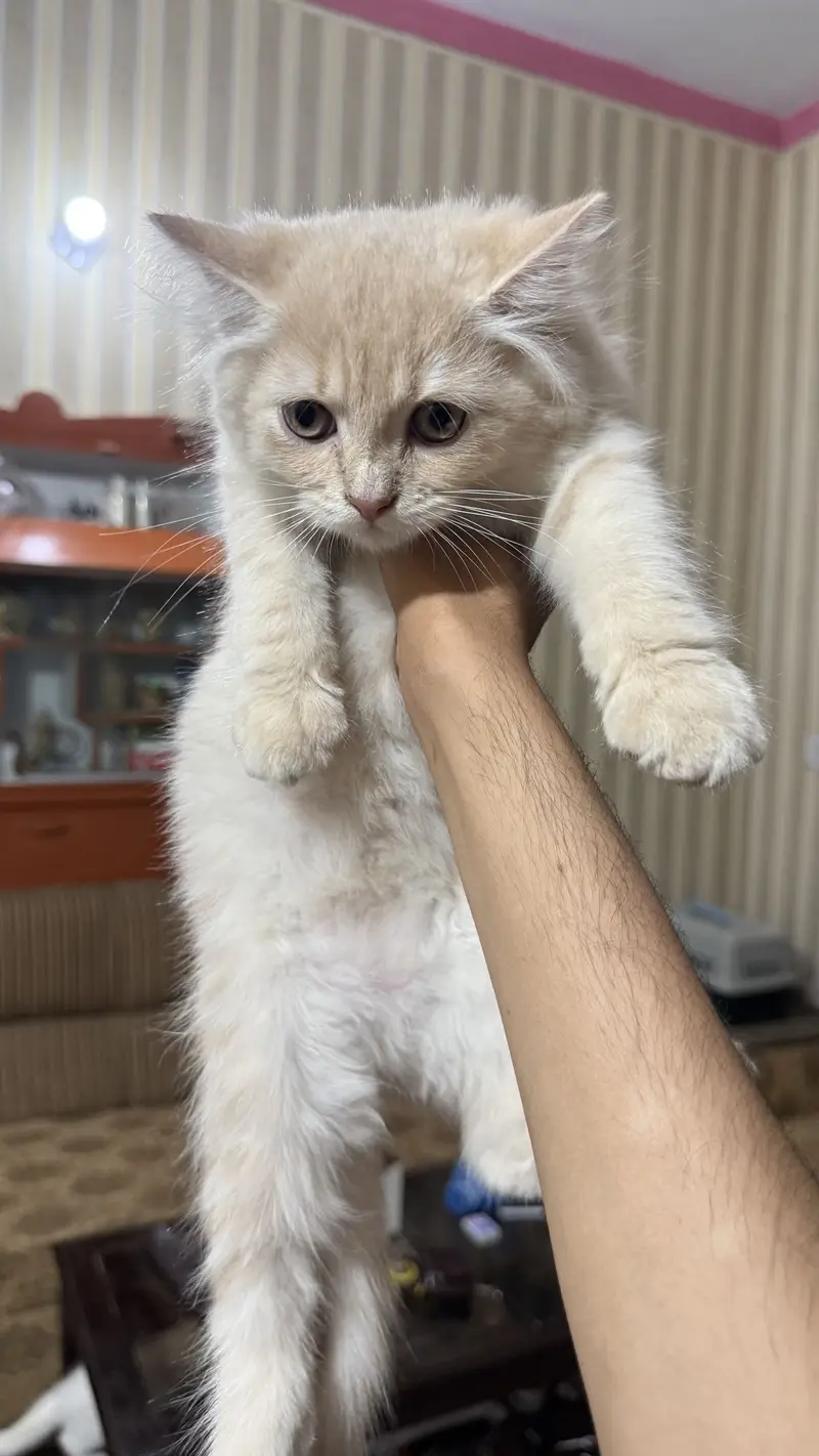 4 Persian kittens | Doll face kittens | Triple Coated | male kittens — photo 5
