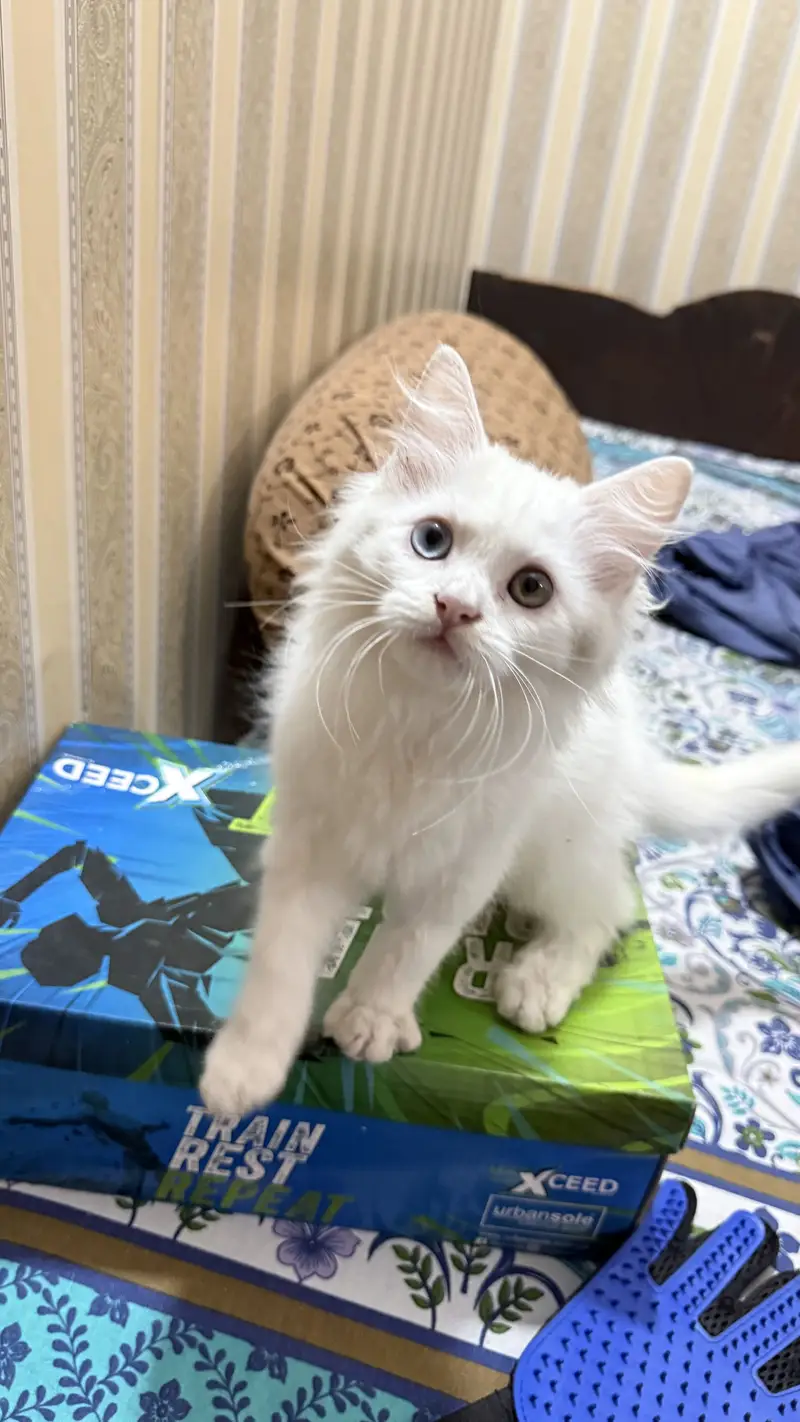 4 Persian kittens | Doll face kittens | Triple Coated | male kittens — photo 6