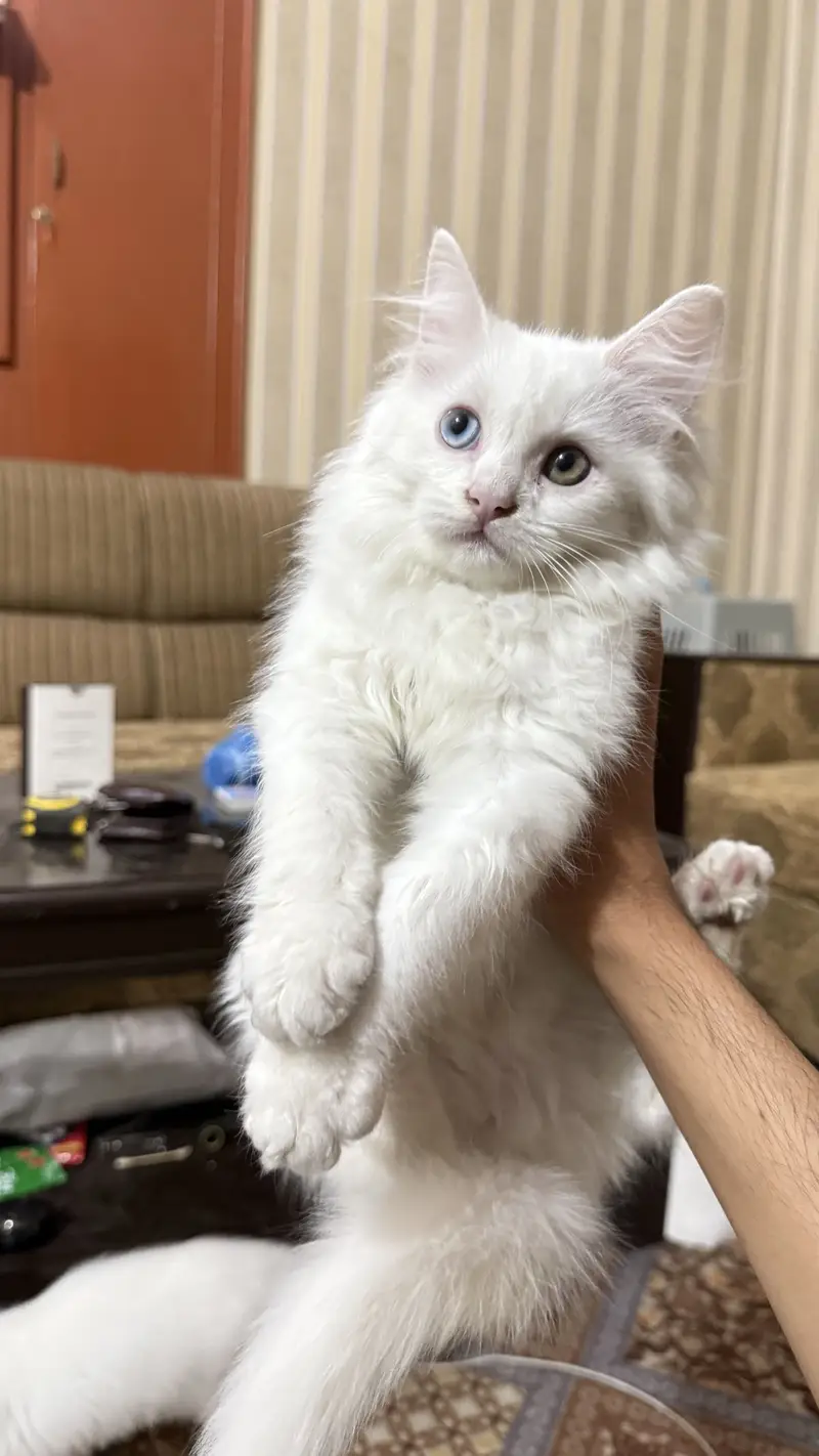 4 Persian kittens | Doll face kittens | Triple Coated | male kittens — photo 7