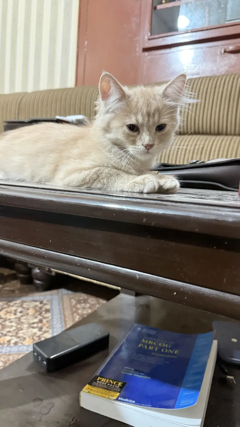 4 Persian kittens | Doll face kittens | Triple Coated | male kittens — photo 8