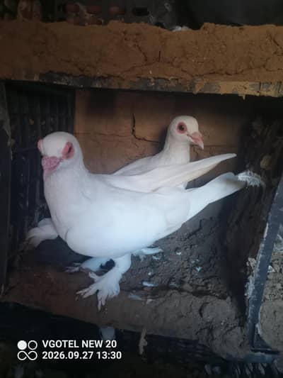 pegon for sale