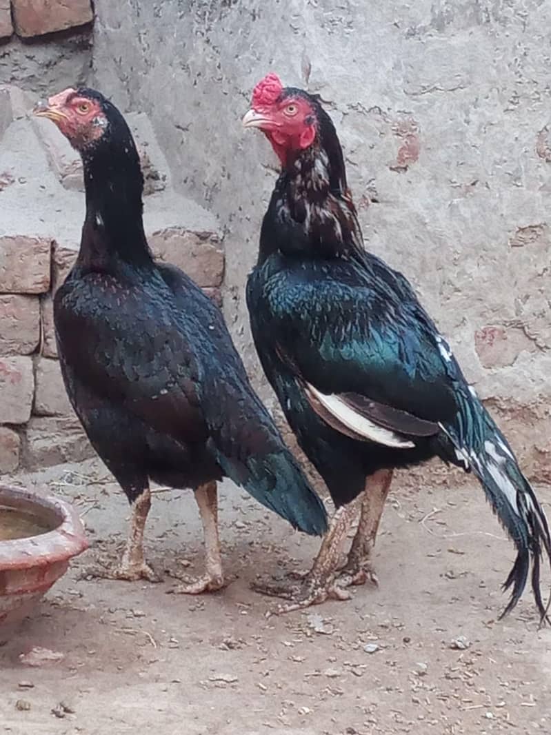 aseel murgha 0