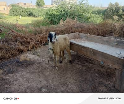 Dumbi urgent sale