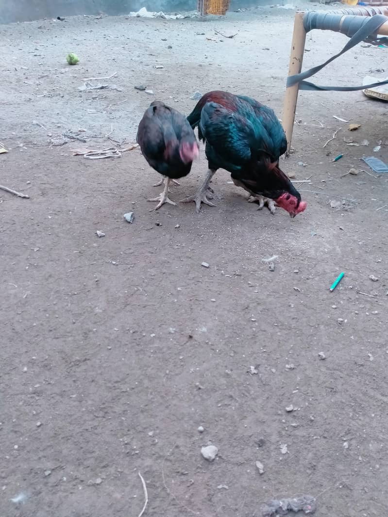 Aseel Murga 0
