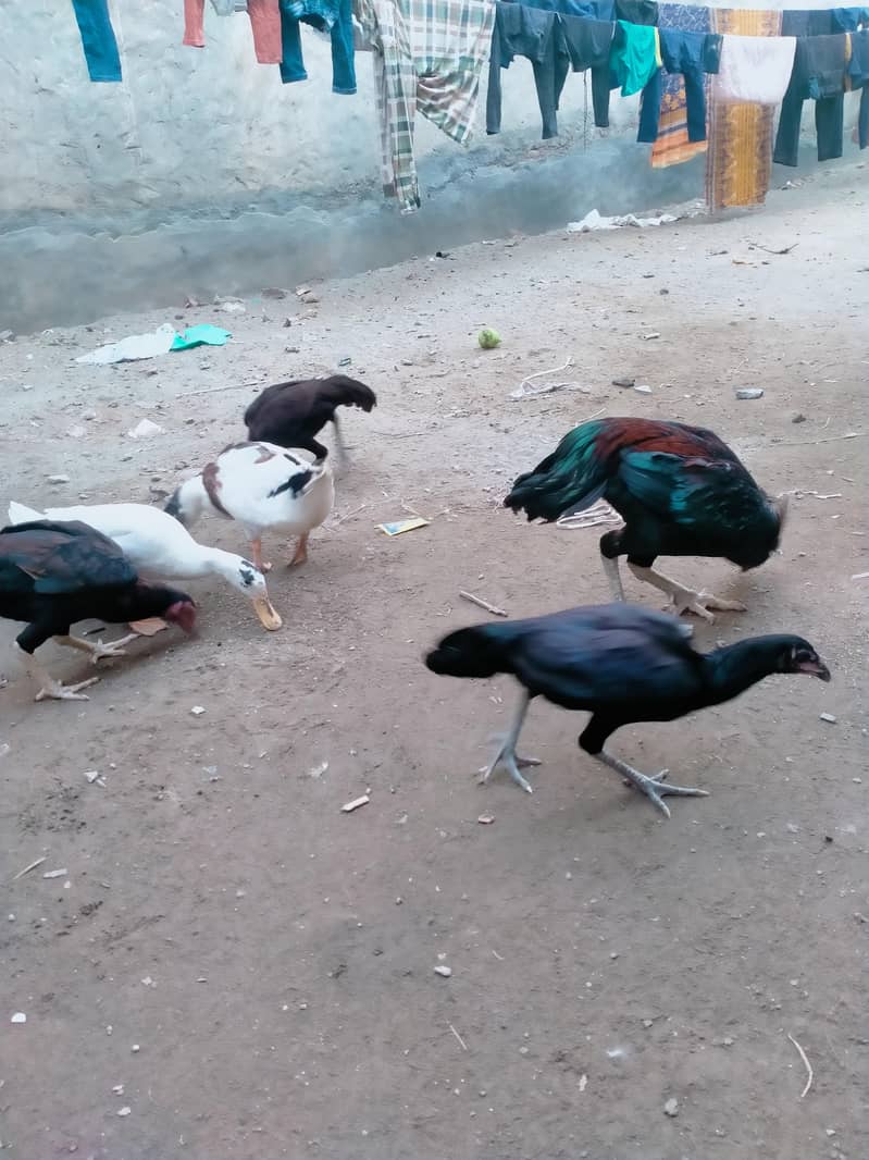 Aseel Murga 4