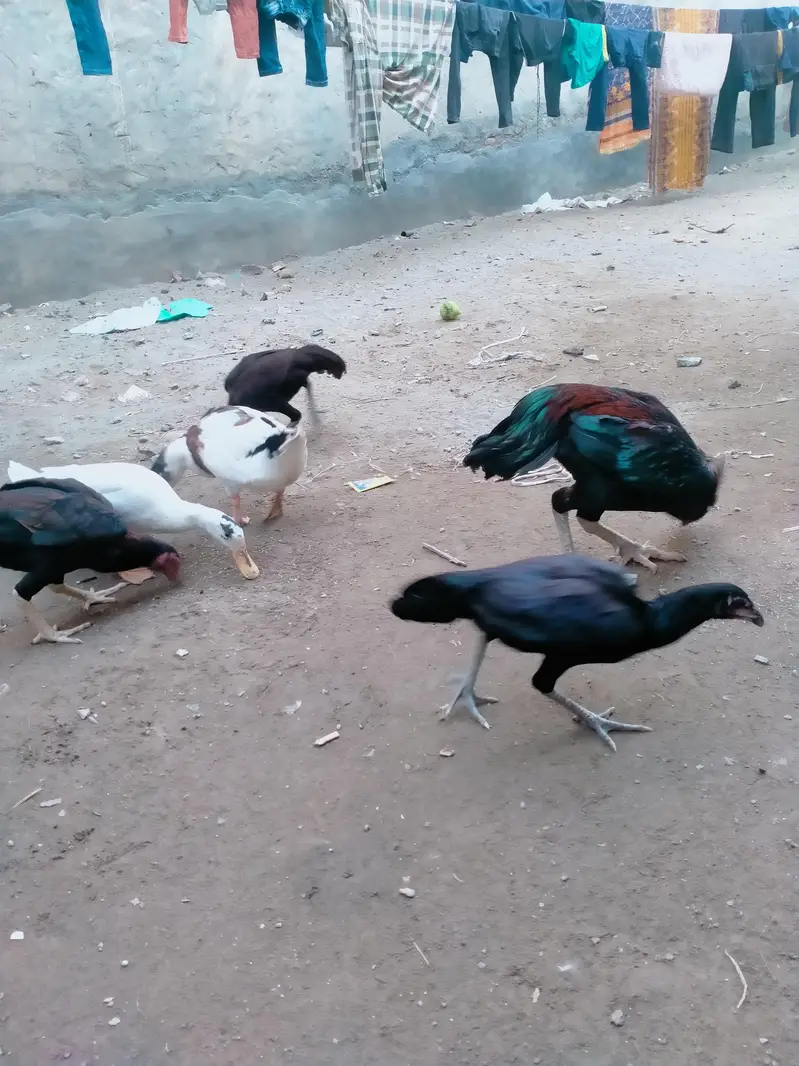 Aseel Murga — photo 5