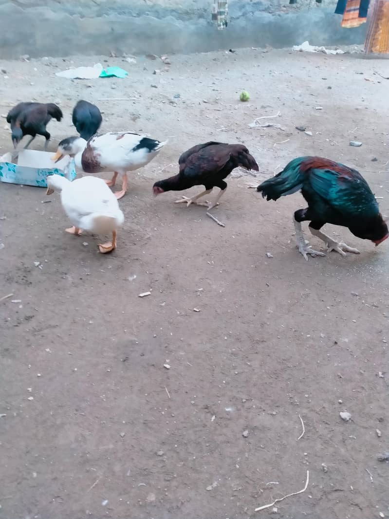 Aseel Murga 5