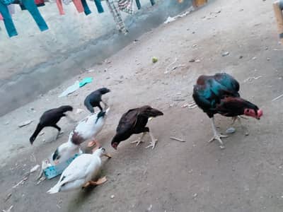Aseel Murga Aseel hen and 2 Assel Pathiya 2
