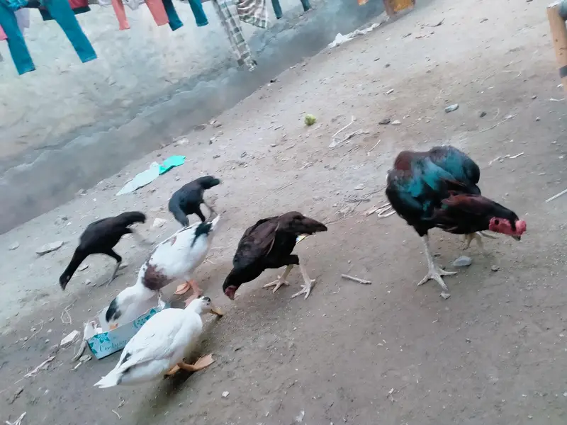 Aseel Murga — photo 8