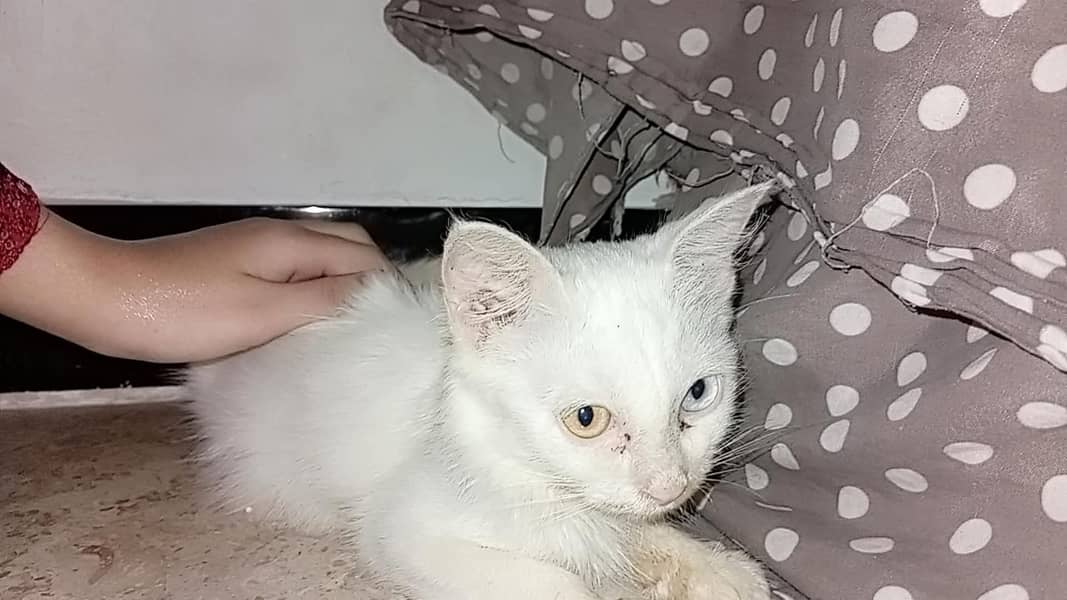 Persian Cat 0