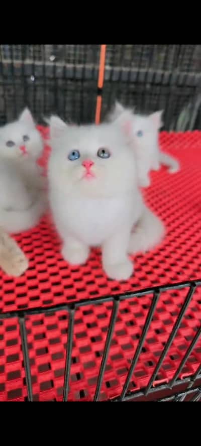 Persian cat for sale male or female double doors vaccine clear
