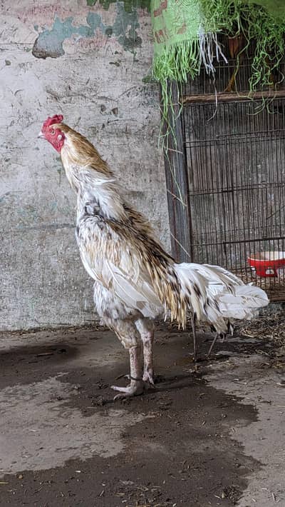 Aseel lakha top Quality(breeder)