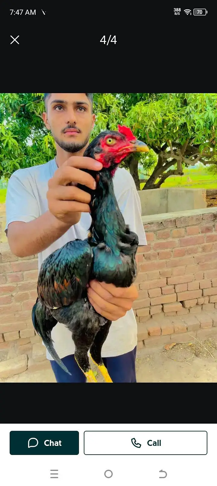 Pakistani Aseel top quality — photo 3