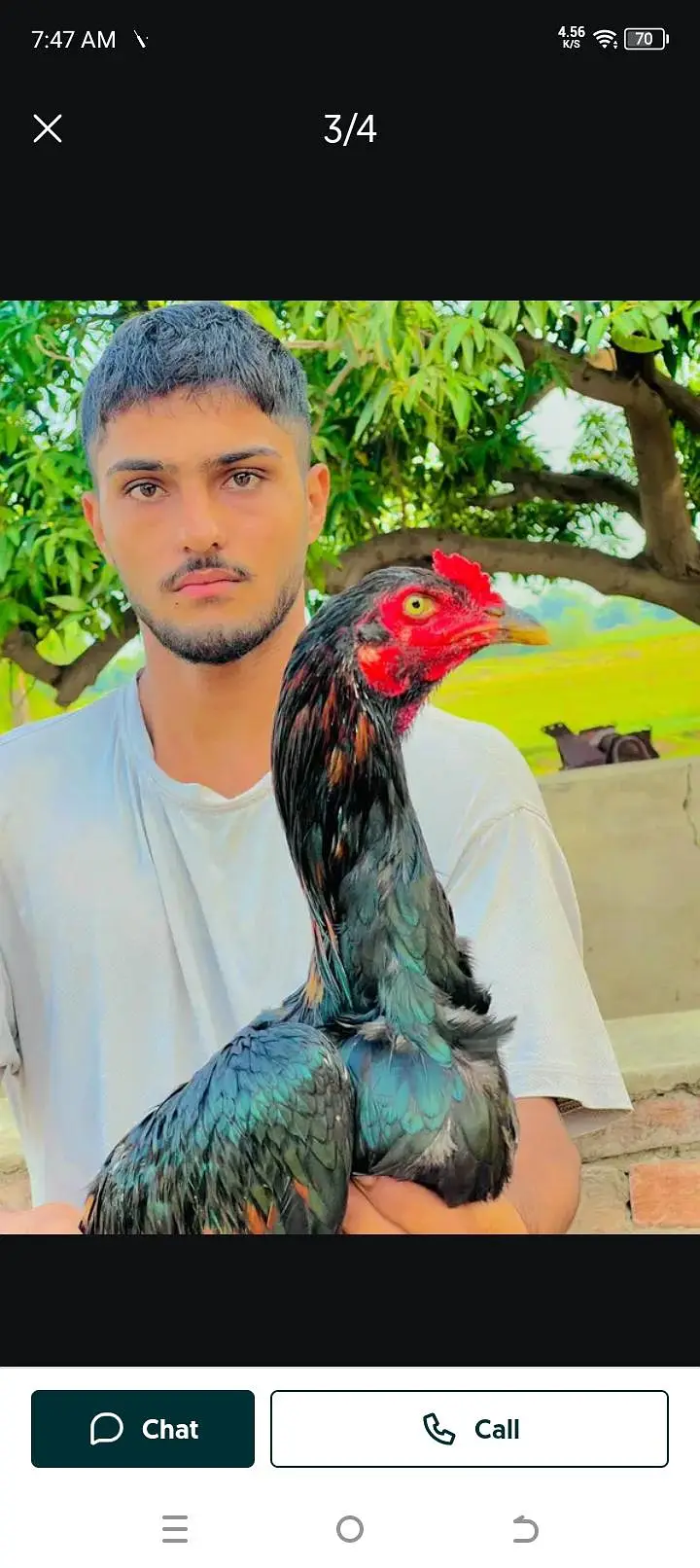 Pakistani Aseel top quality — photo 4