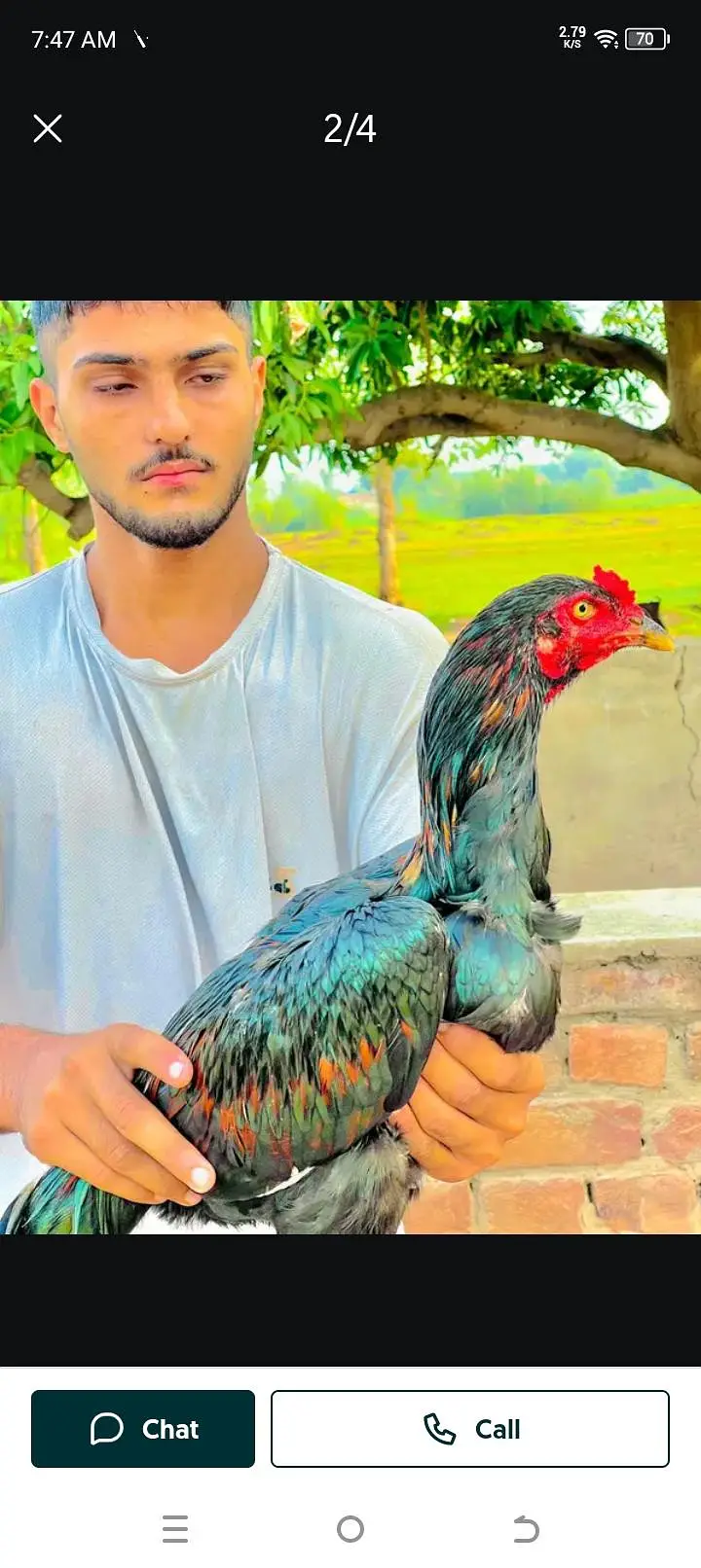 Pakistani Aseel top quality — photo 5