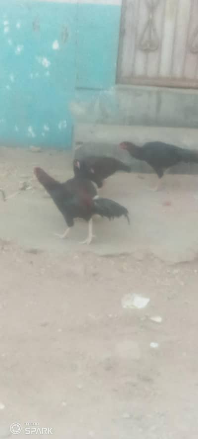 cock sell male female
