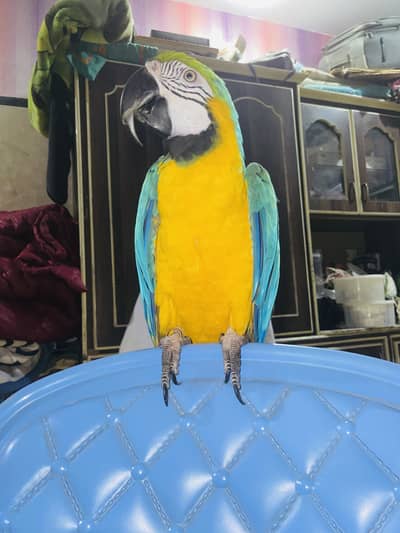 Maccaw parrot
