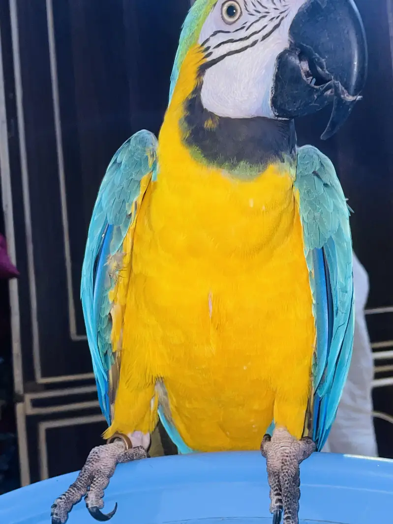 Maccaw parrot — photo 2