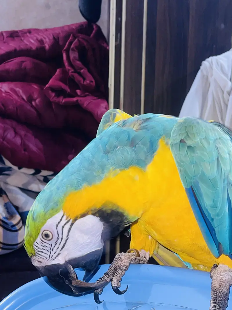 Maccaw parrot — photo 3