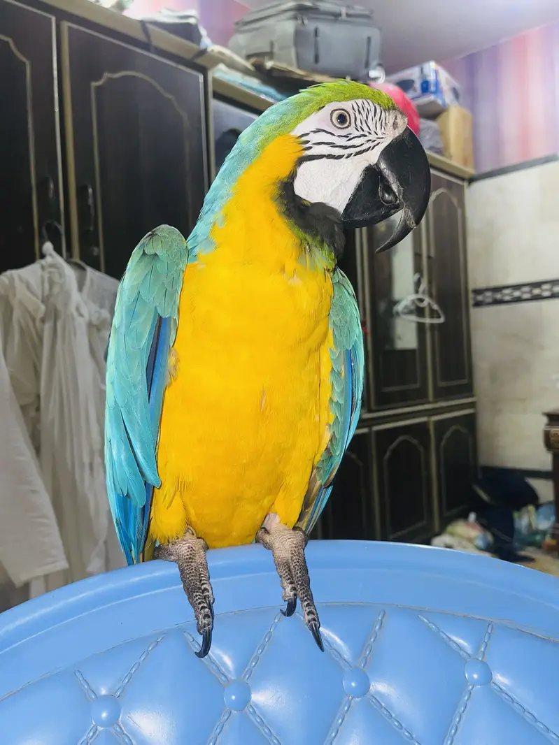 Maccaw parrot — photo 4