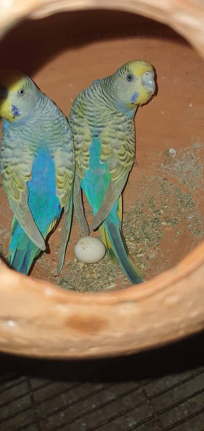 BUDGIES GERMAN FELLOW PAIR EXCHANGE POSSIBLE WITH HOGOROMO