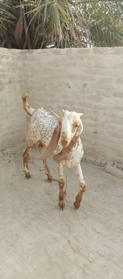 makhi chini Bakra