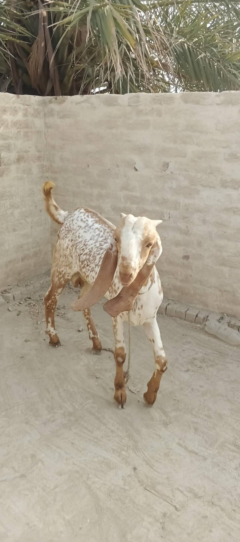 makhi chini Bakra 0