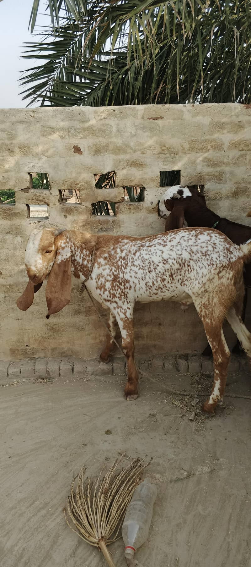 makhi chini Bakra 1