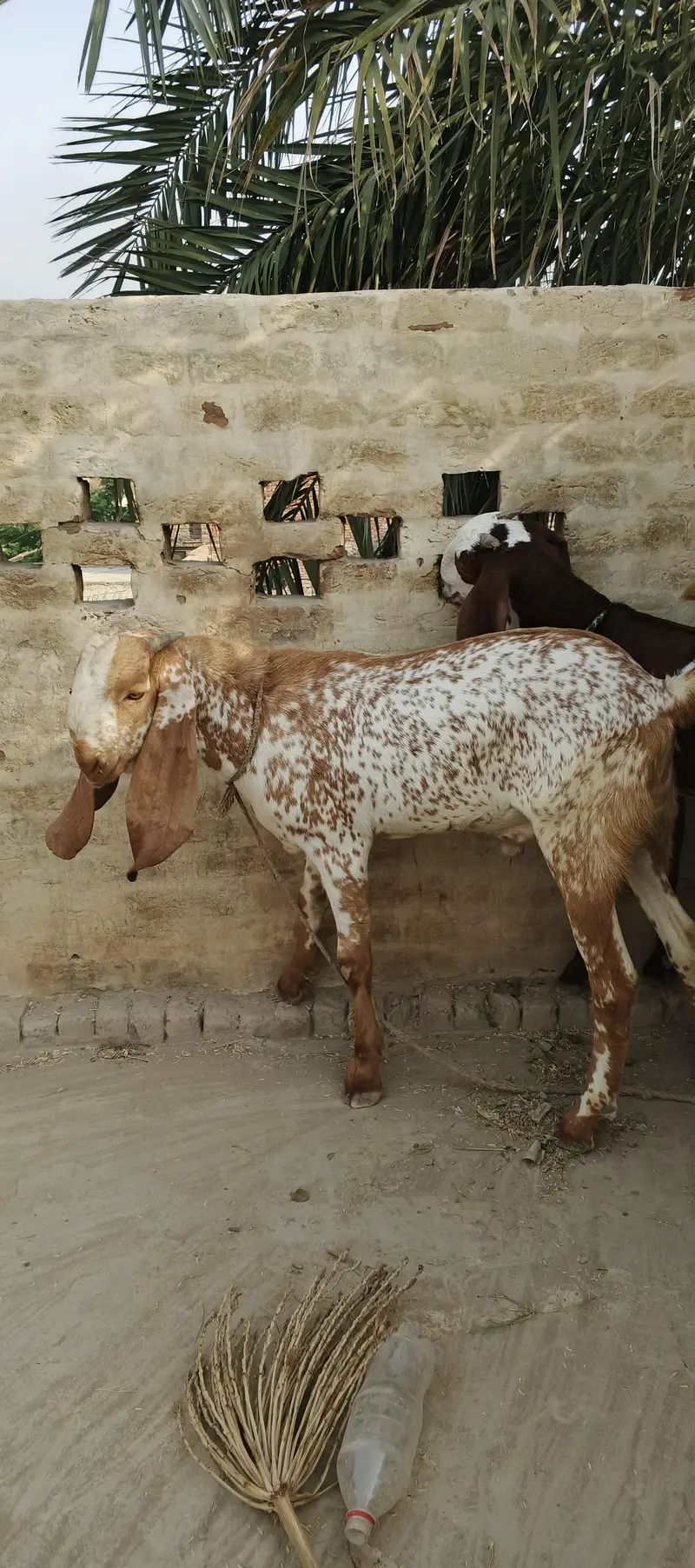 makhi chini Bakra — photo 2