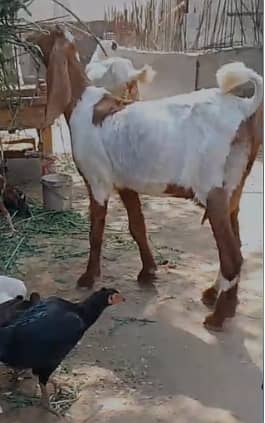 2 Dant Fresh Gabban Bakri — 10–12 Din Mein Pehli Delivery
