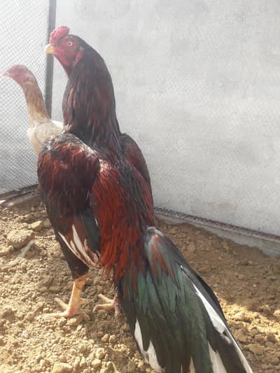 Aseel Miannwali