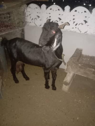 nachi Goats