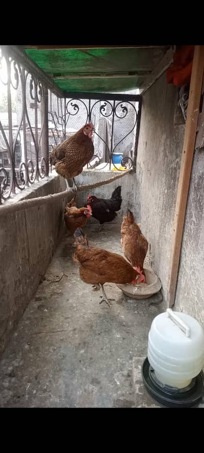 golden misri eggs laying hen