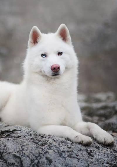 Siberian Husky Female