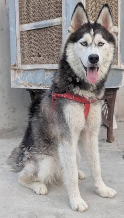 Siberian husky female