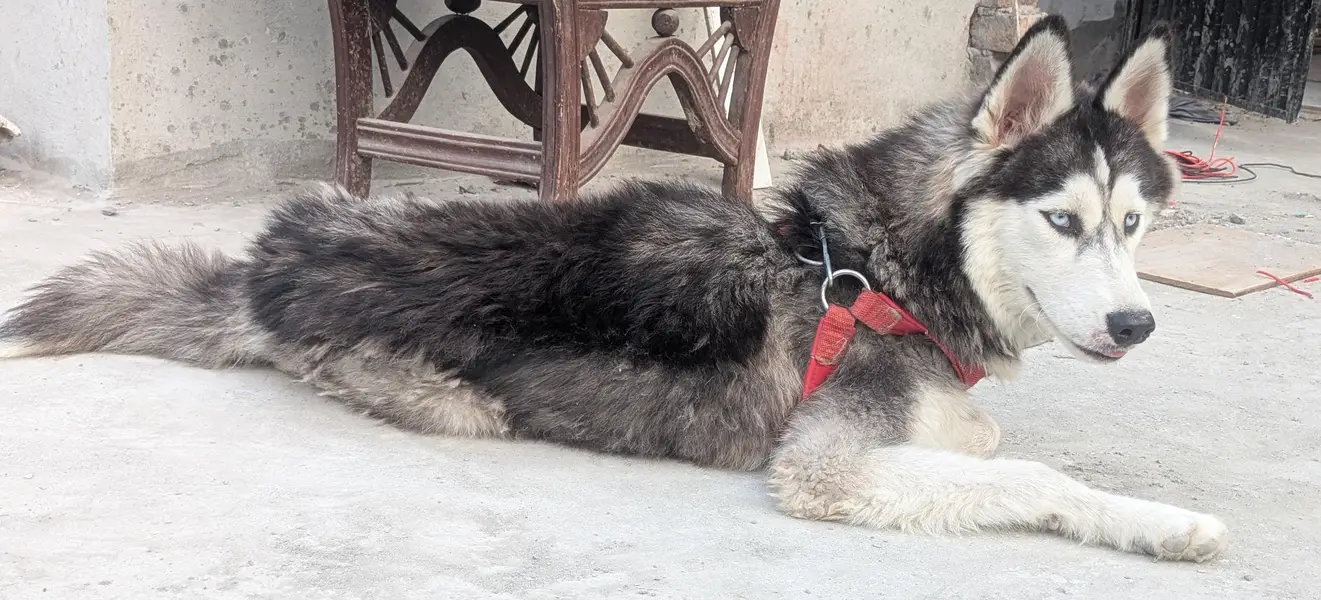 Siberian husky female — photo 2