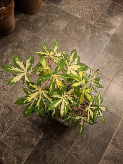 Outdoor plants.