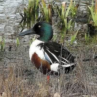beautiful kurk wali other Ducks