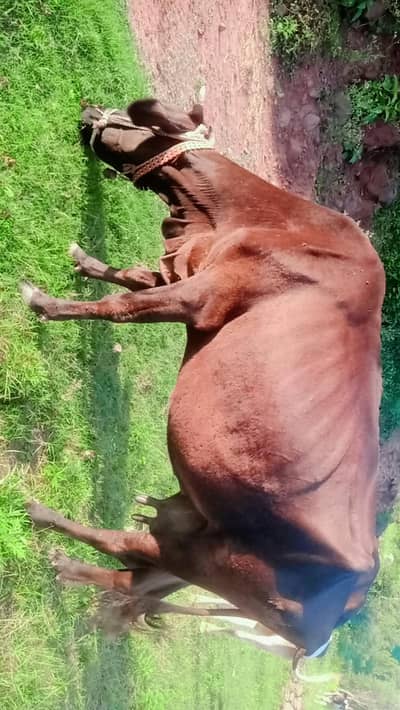 cow and vachi  03369578204 pa rapta kra