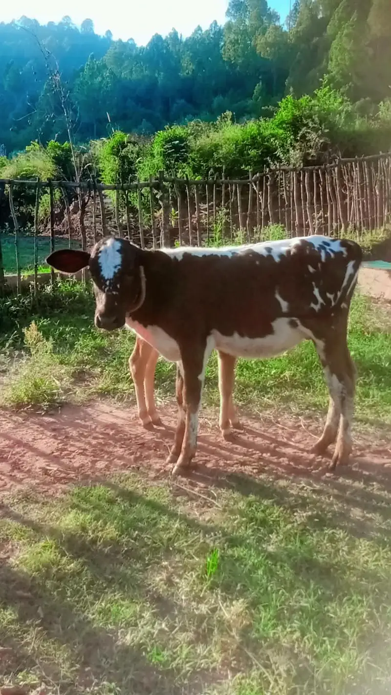 cow and vachi  03369578204 pa rapta kra — photo 2